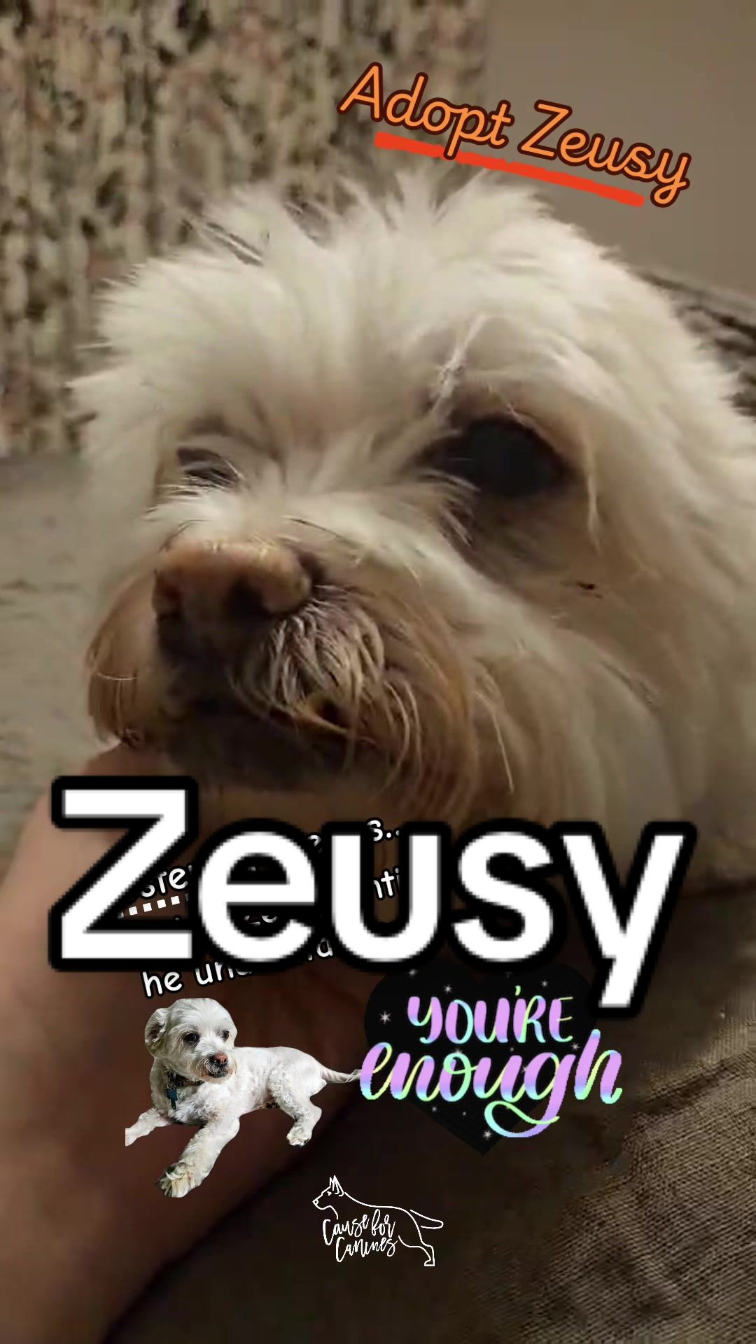 @causeforcaninesrescue