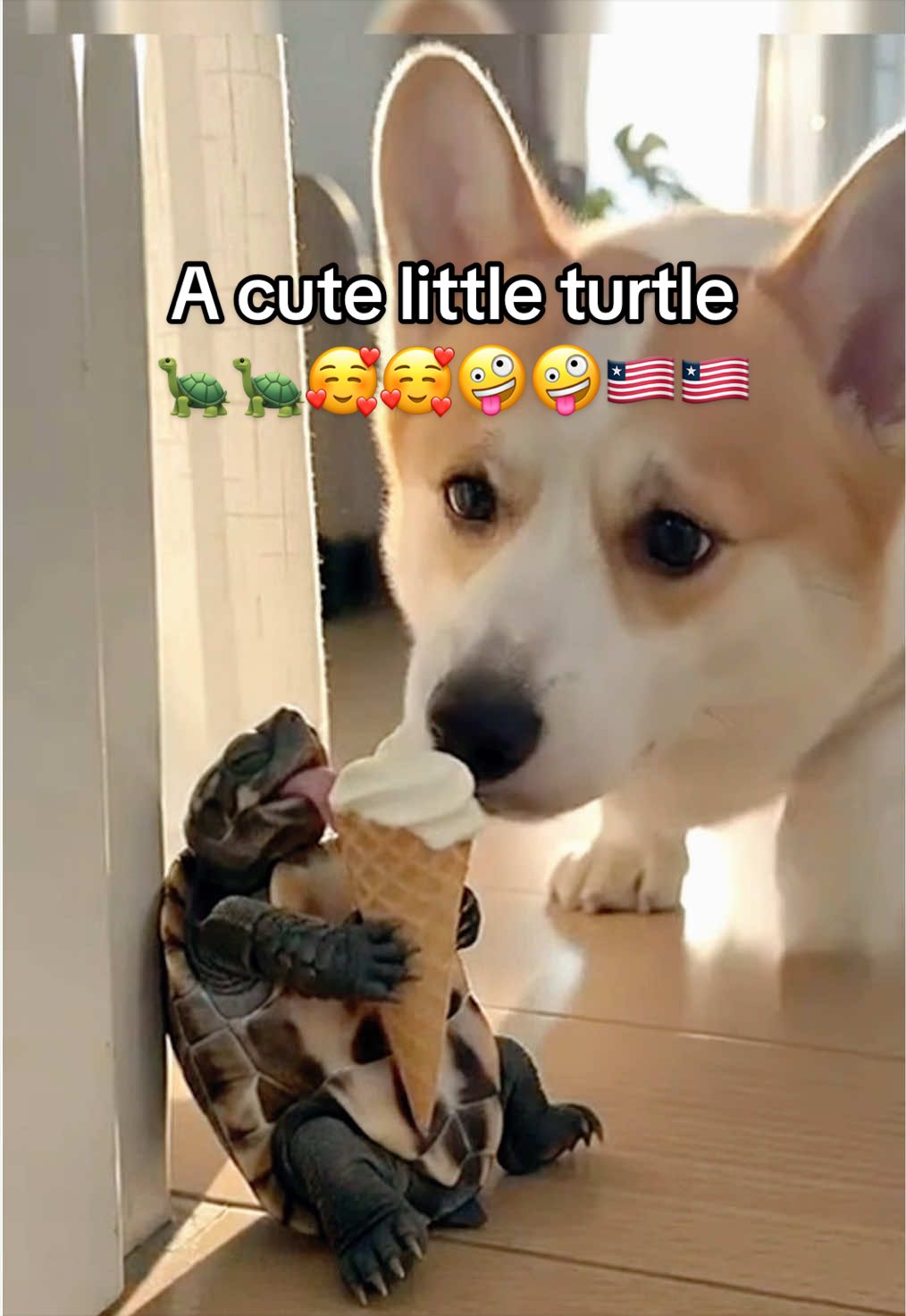 @Mr. Turtle