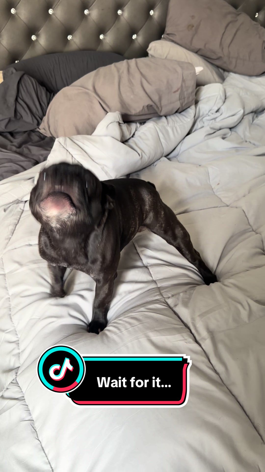 @minniecantalk