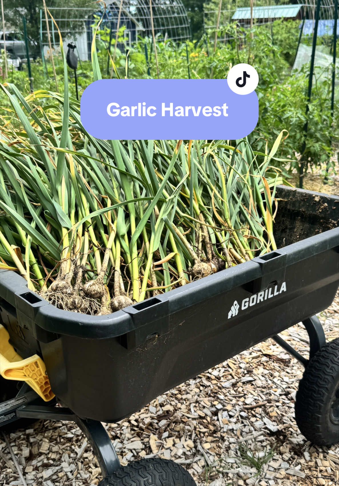 @Manica | zone 6a gardener