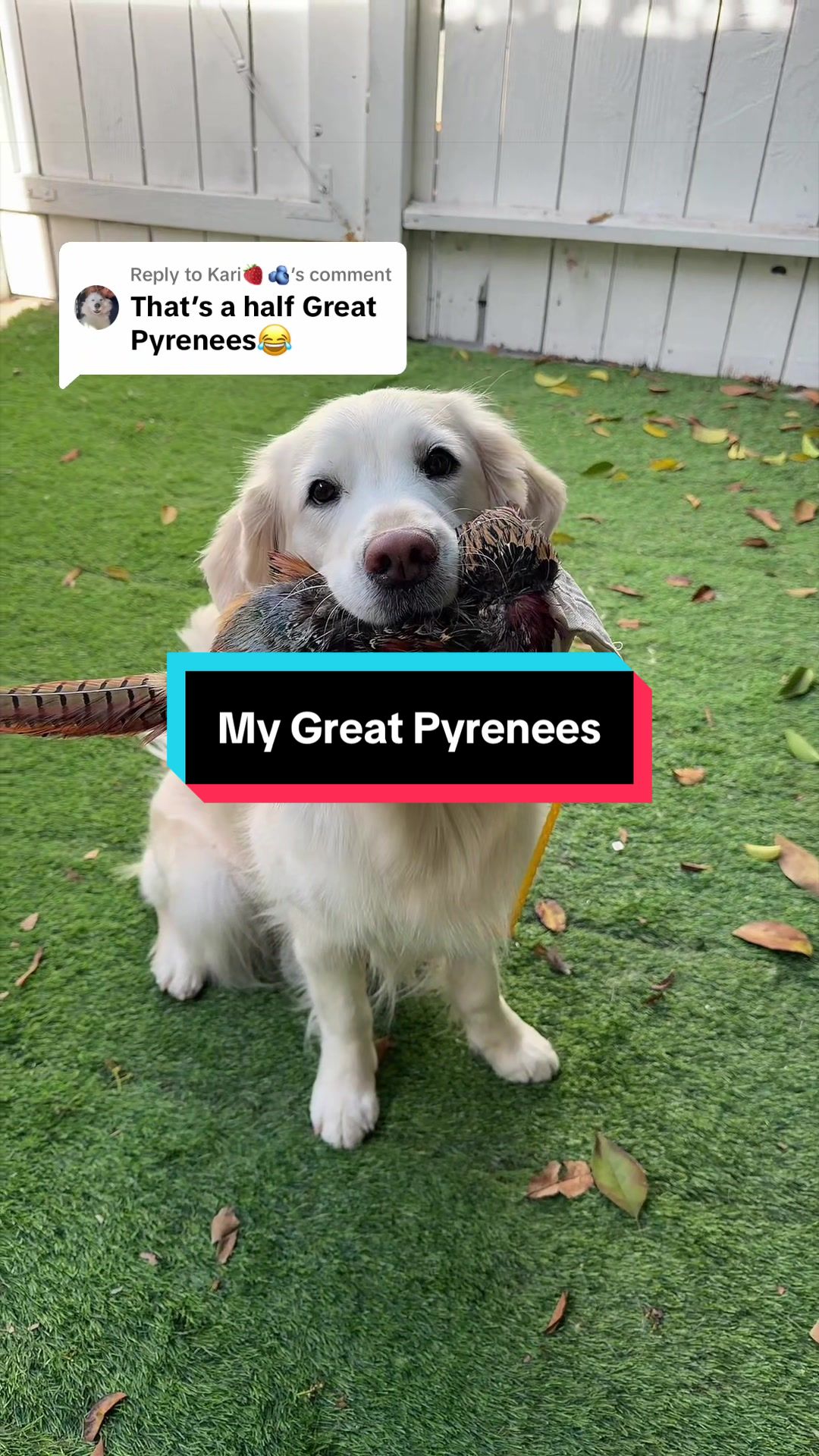 @goldenretrieevee