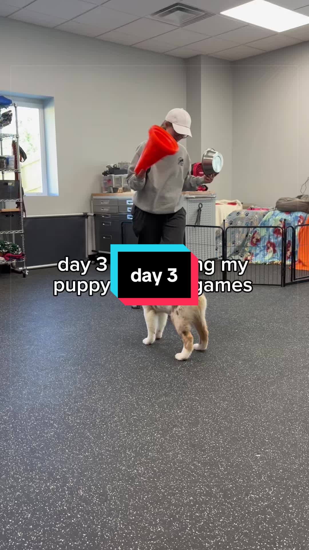 @Beck | Kentucky Dog Trainer