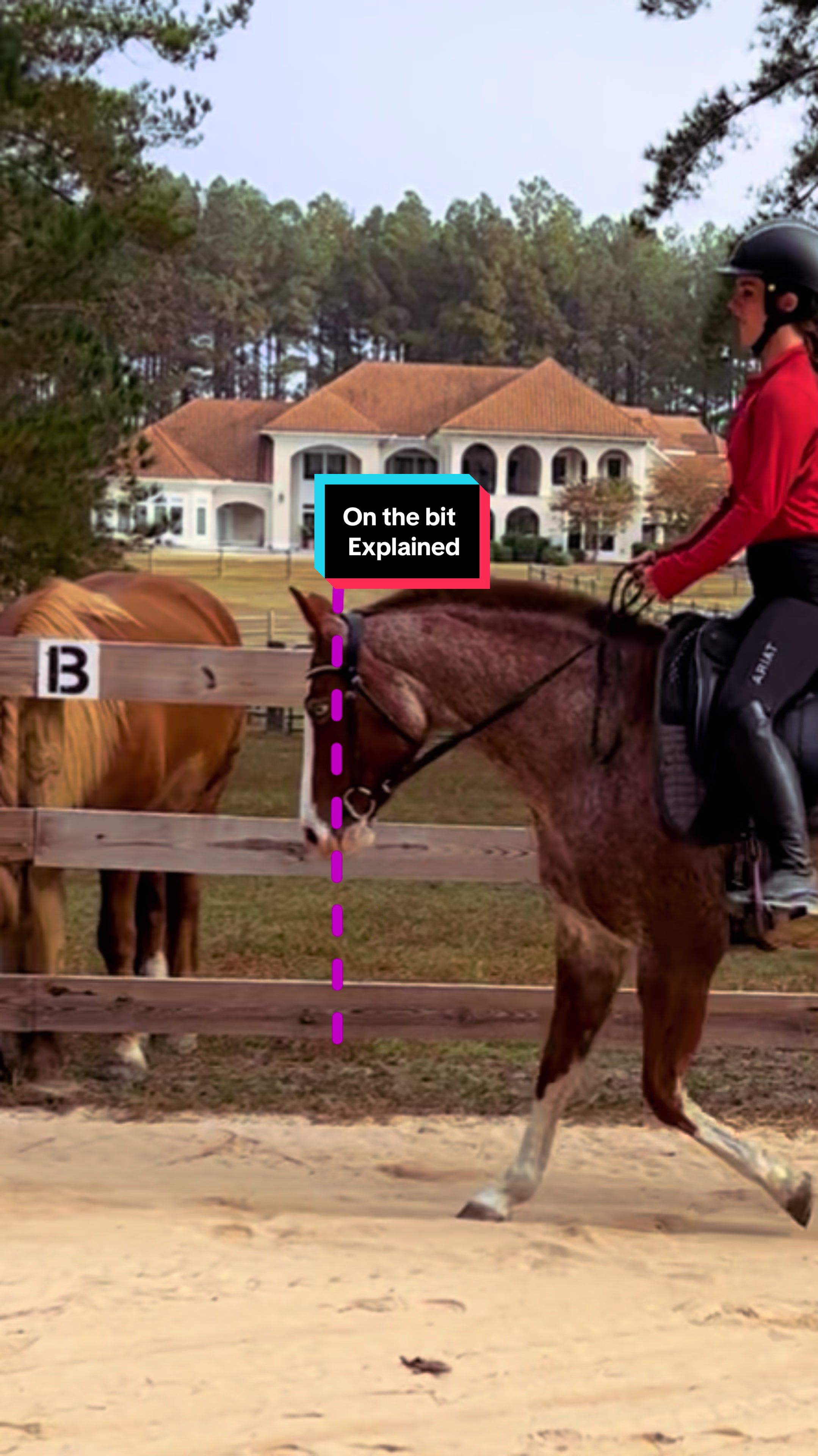 @TheSouthernHorsegirl