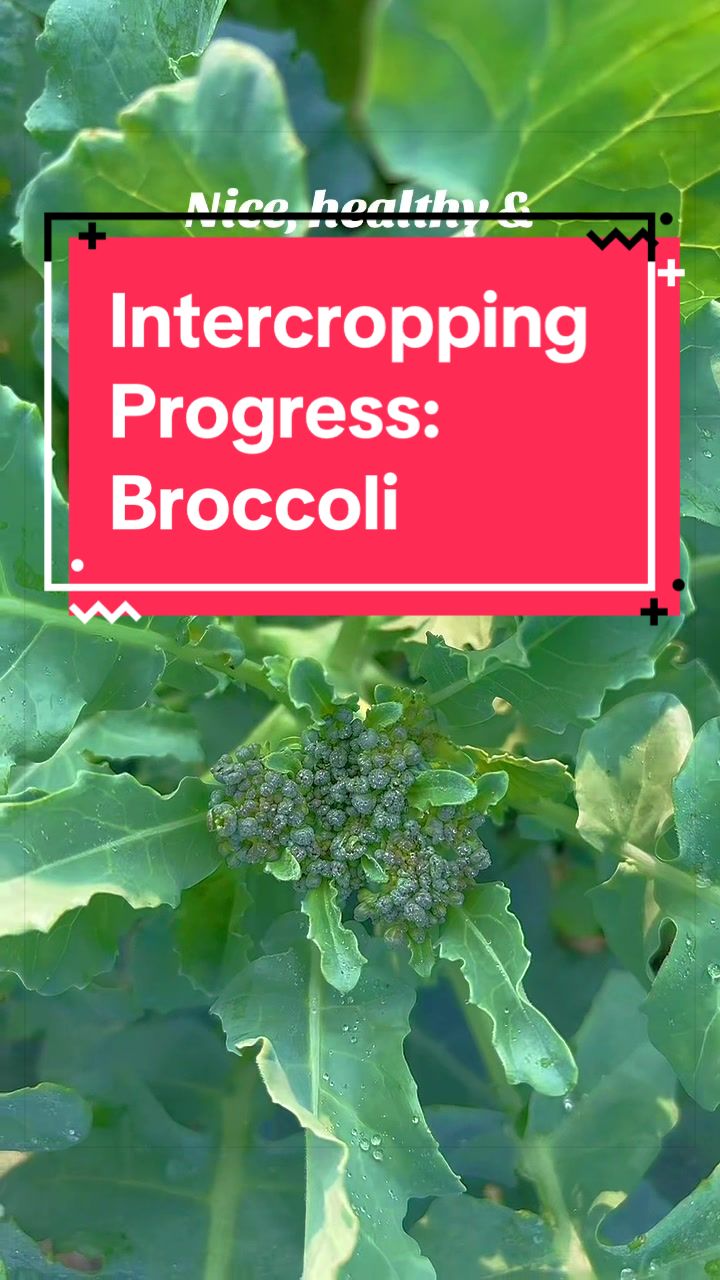 @greengirlgardens