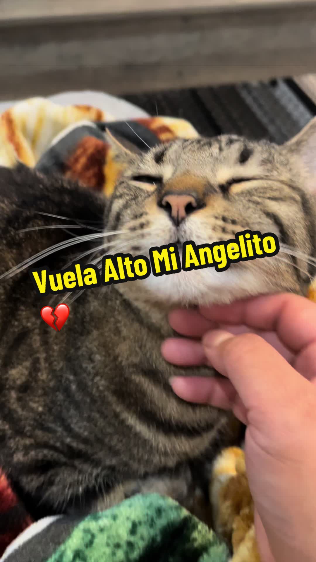@🦖 MEOWassic CAT😺