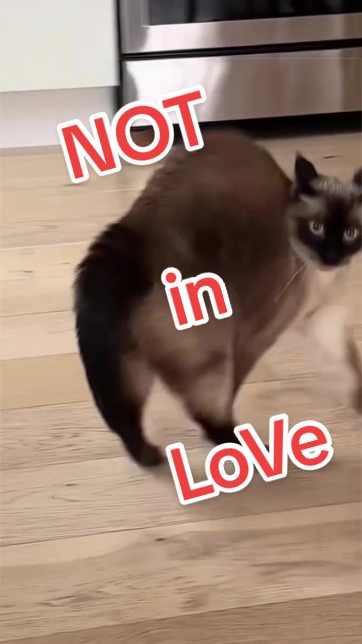 @Merv The Cat