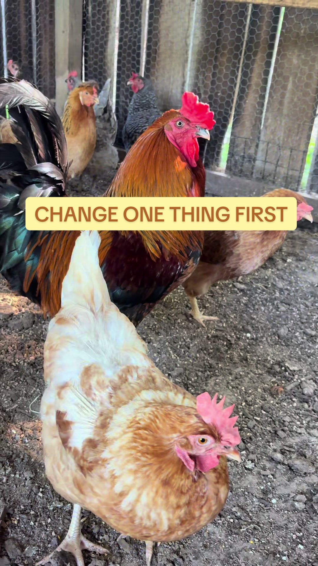 @Amy Jo | Eggnigma Holler 🐔