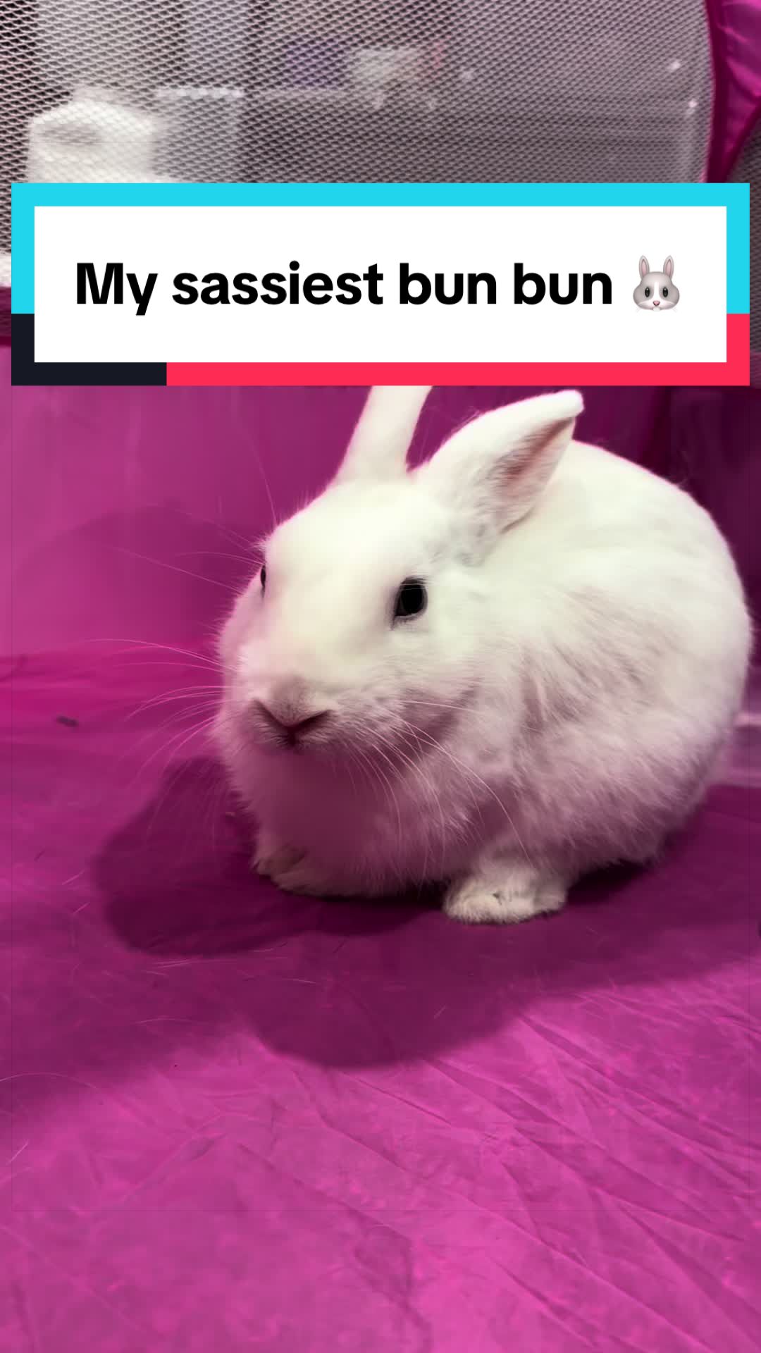 @bunsandhustles