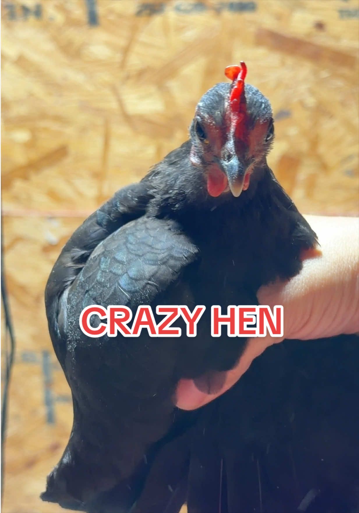 @Gulf Coast Cluckers