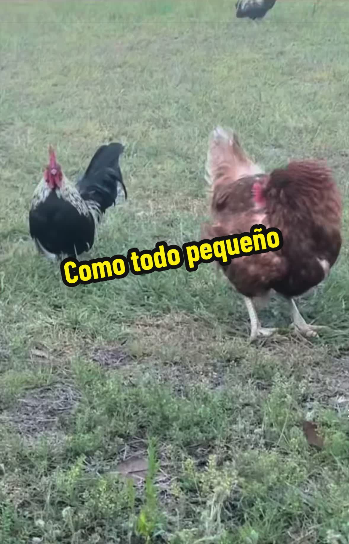 @De todo
