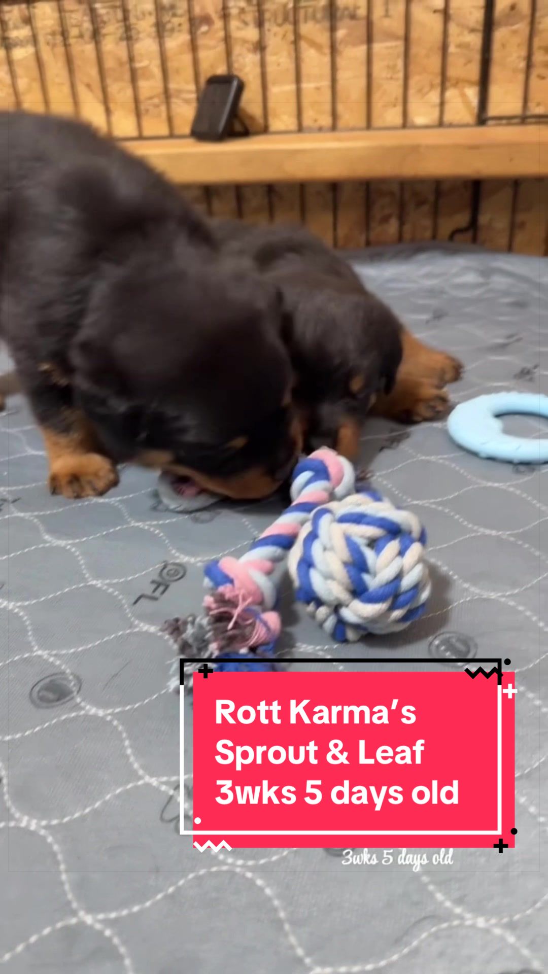 @Rott Karma Kennels LLC