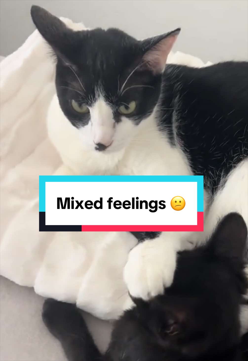 @Christina | Cat Rescue 🐾