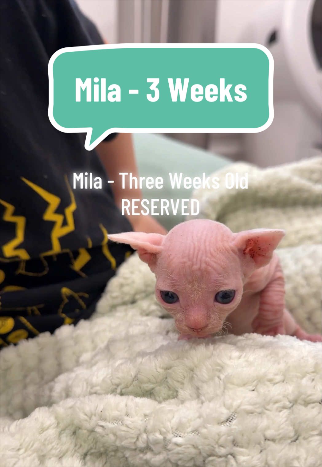 @Boba’s Buds Minskin Cats