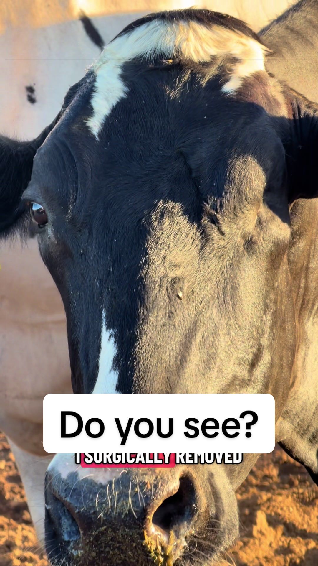 @Dairy Vet Dr. Michelle