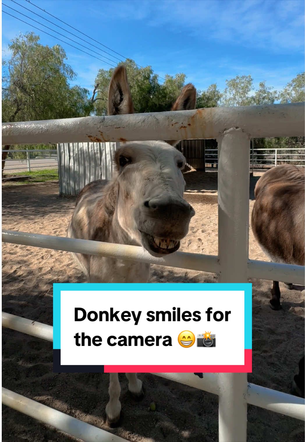 @The Gentle Barn | Sanctuary