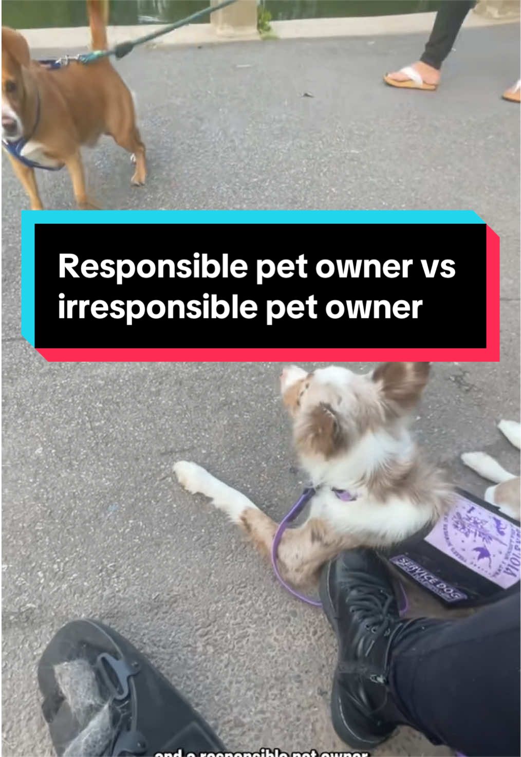 @Dakota & Pups
