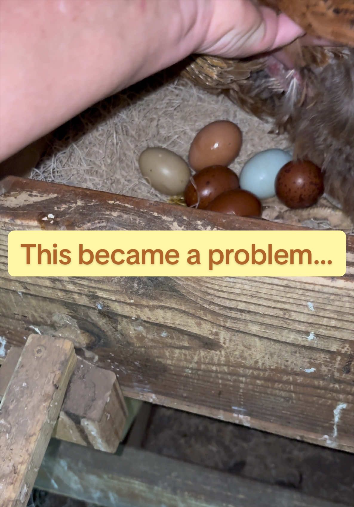 @Amy Jo | Eggnigma Holler 🐔