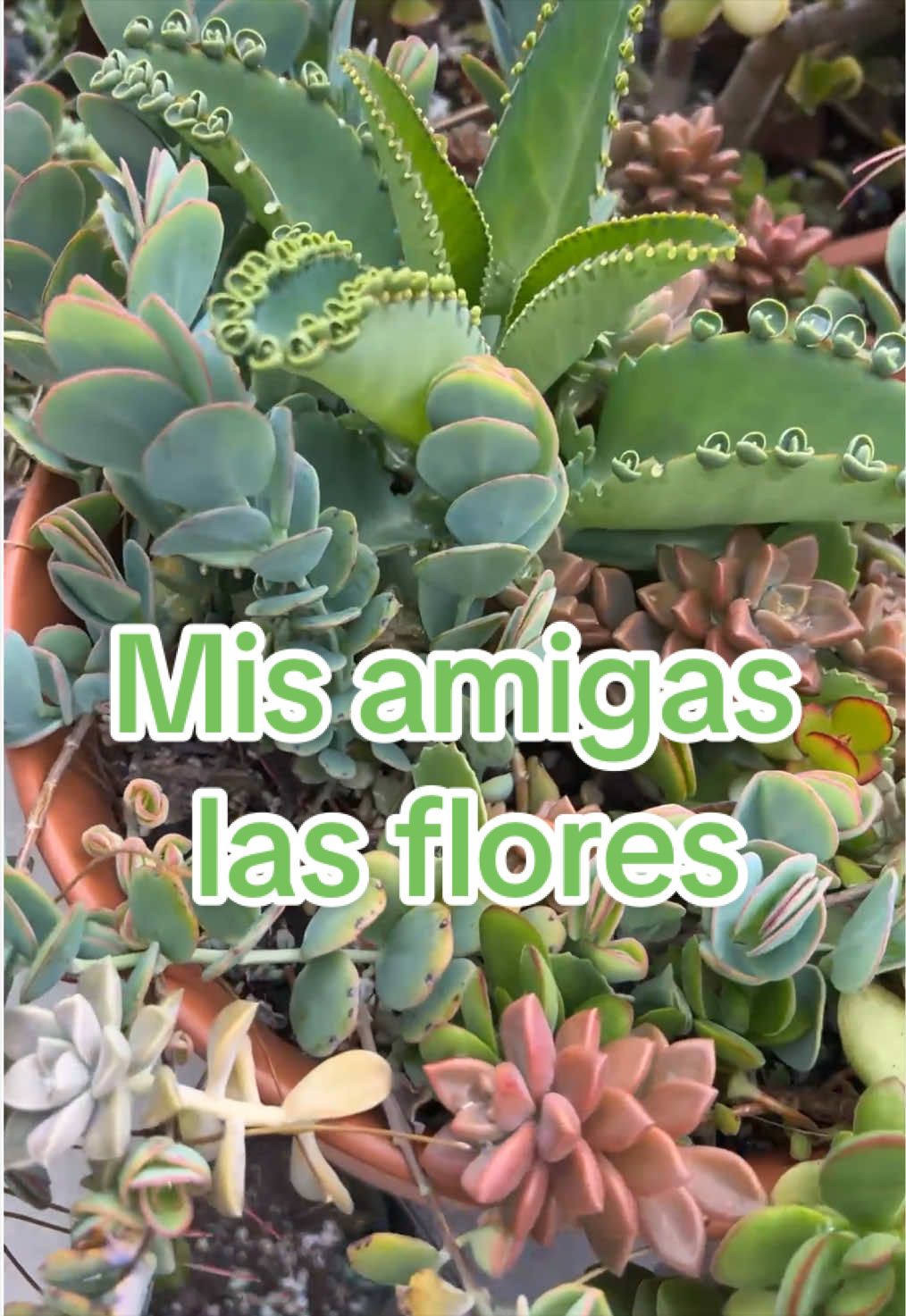 @simplemente yo