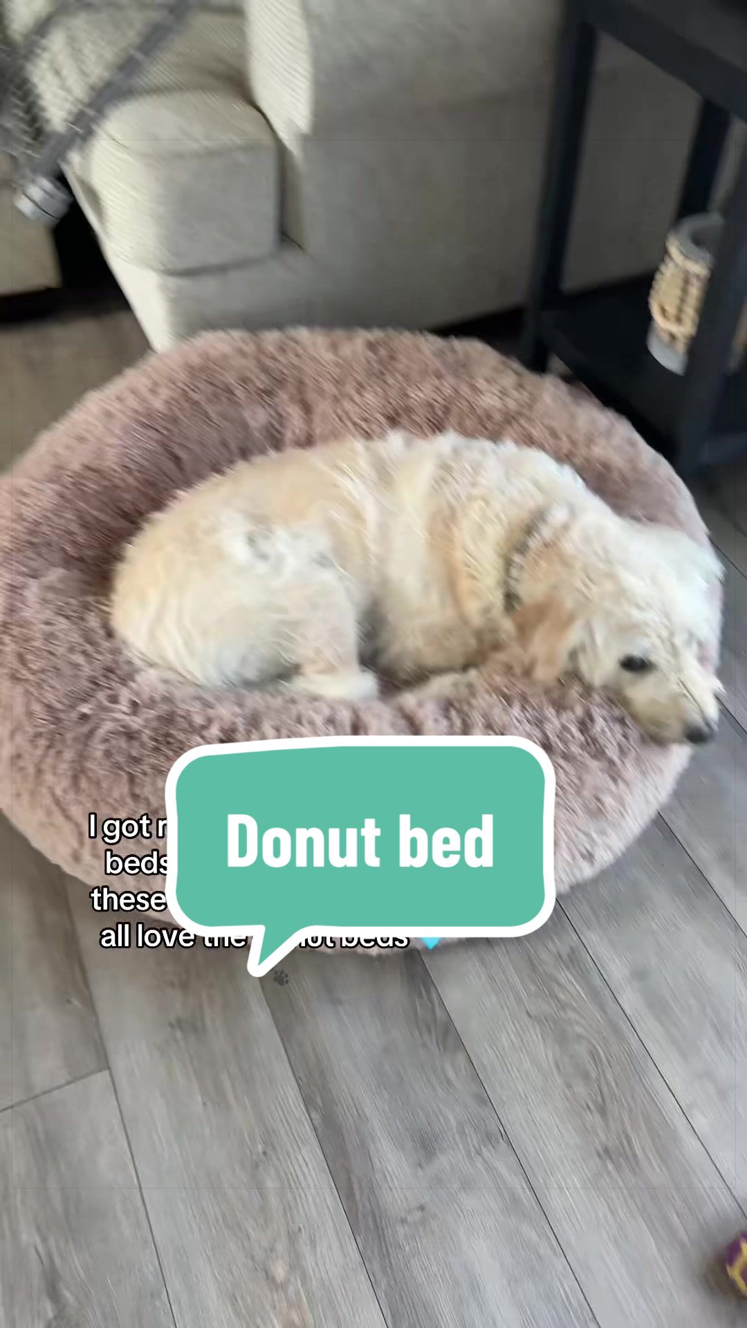 @🐾My3DogLife🐾