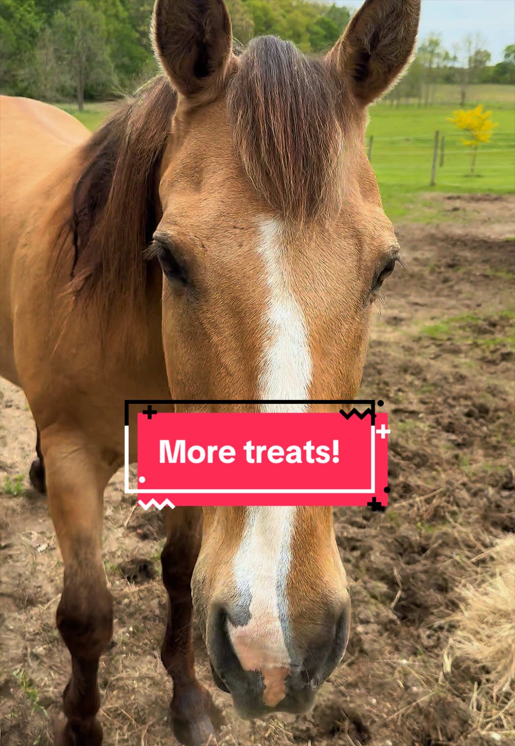 @yourhorseandponyleader