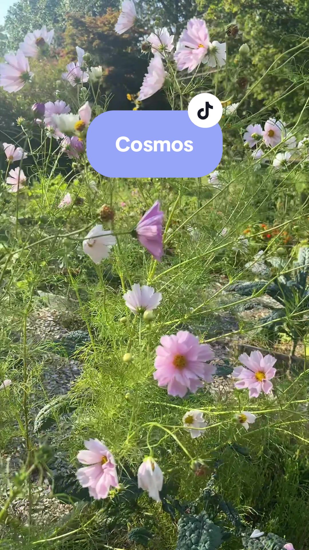 @Manica | zone 6a gardener
