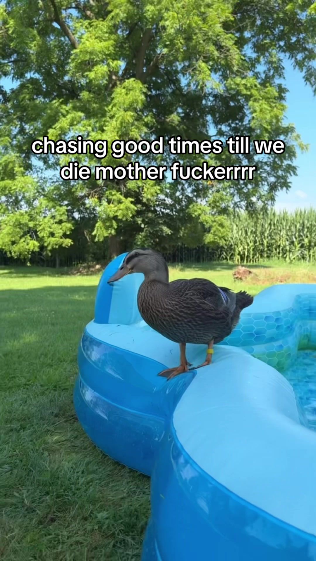 @mel