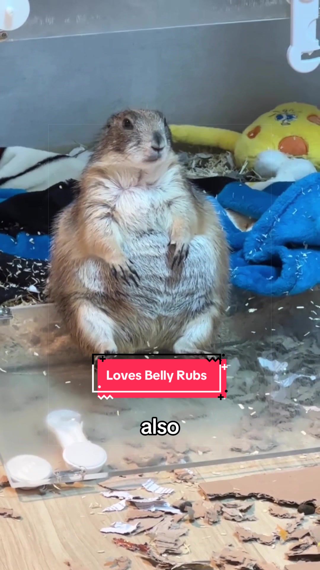 @Snugbarn