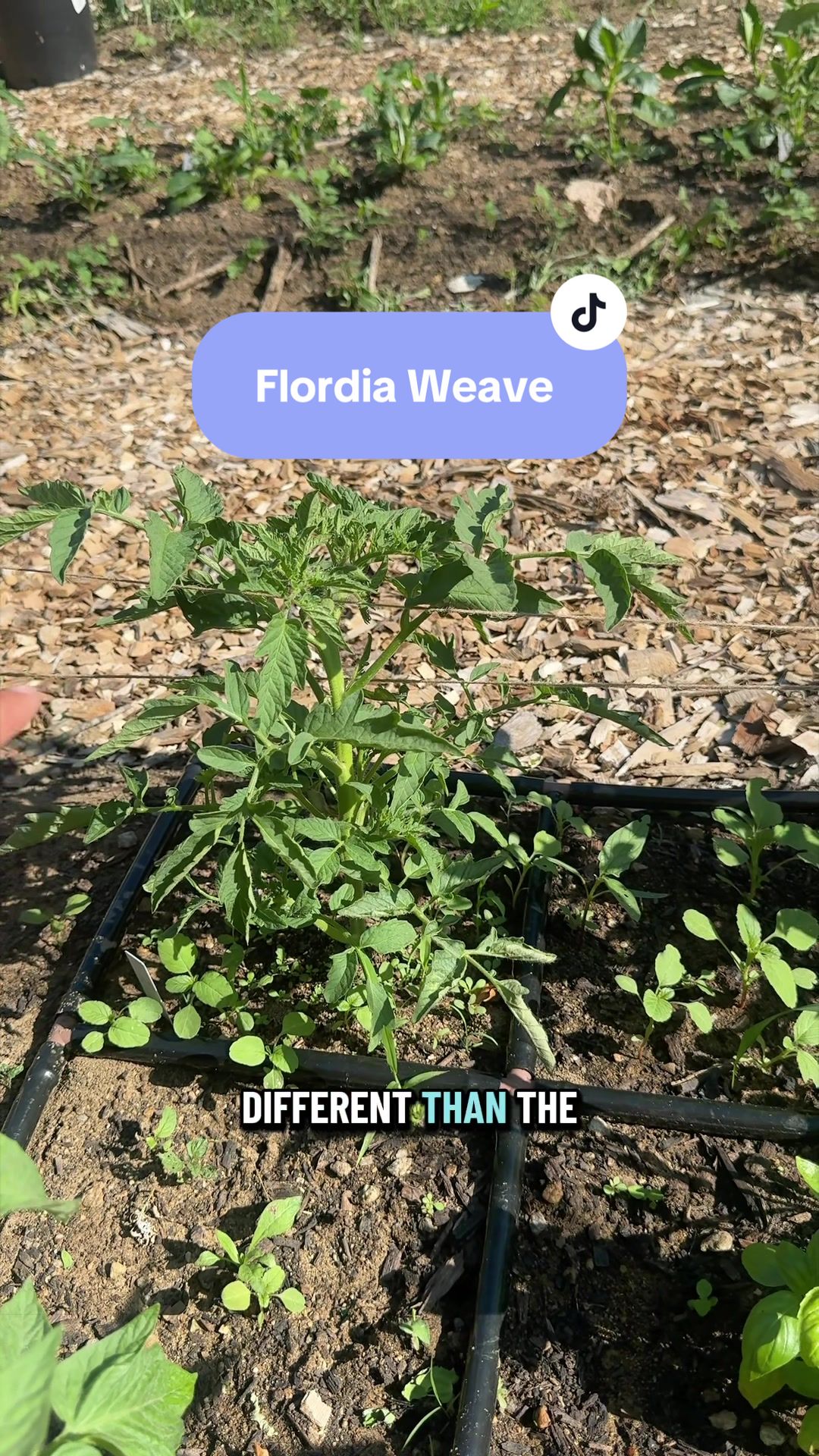@Manica | zone 6a gardener