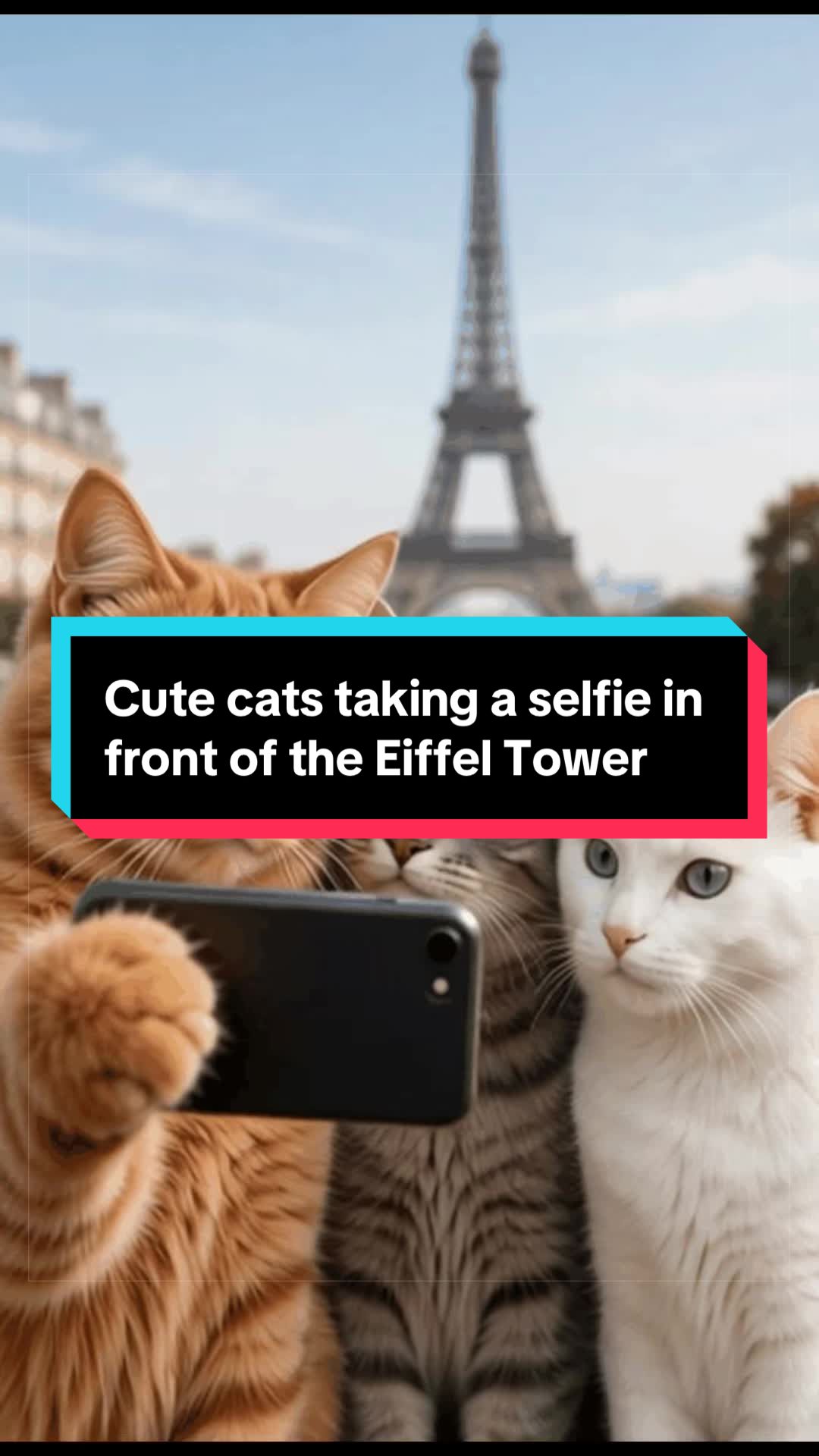 @catlover313official