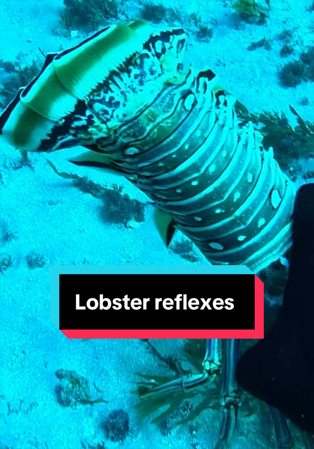 @Palmbeachlobsters