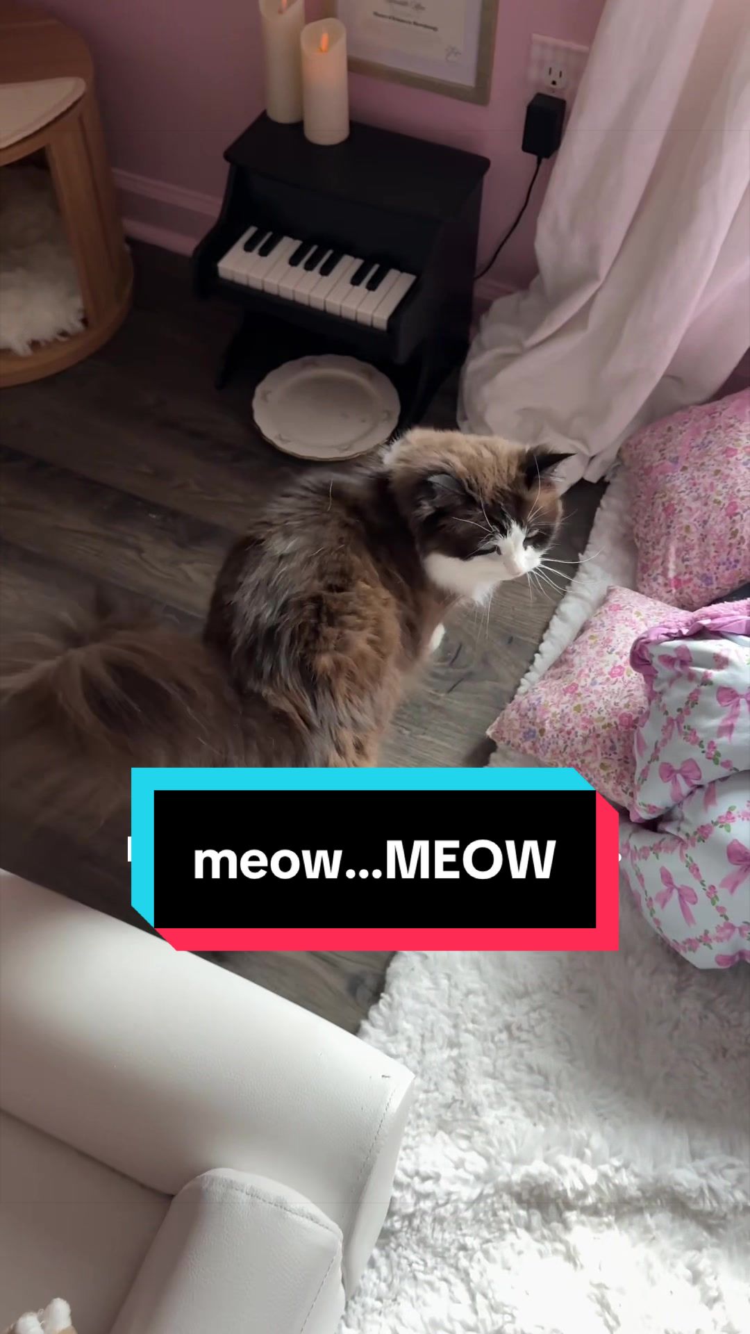 @Meredith Ragdoll Cat