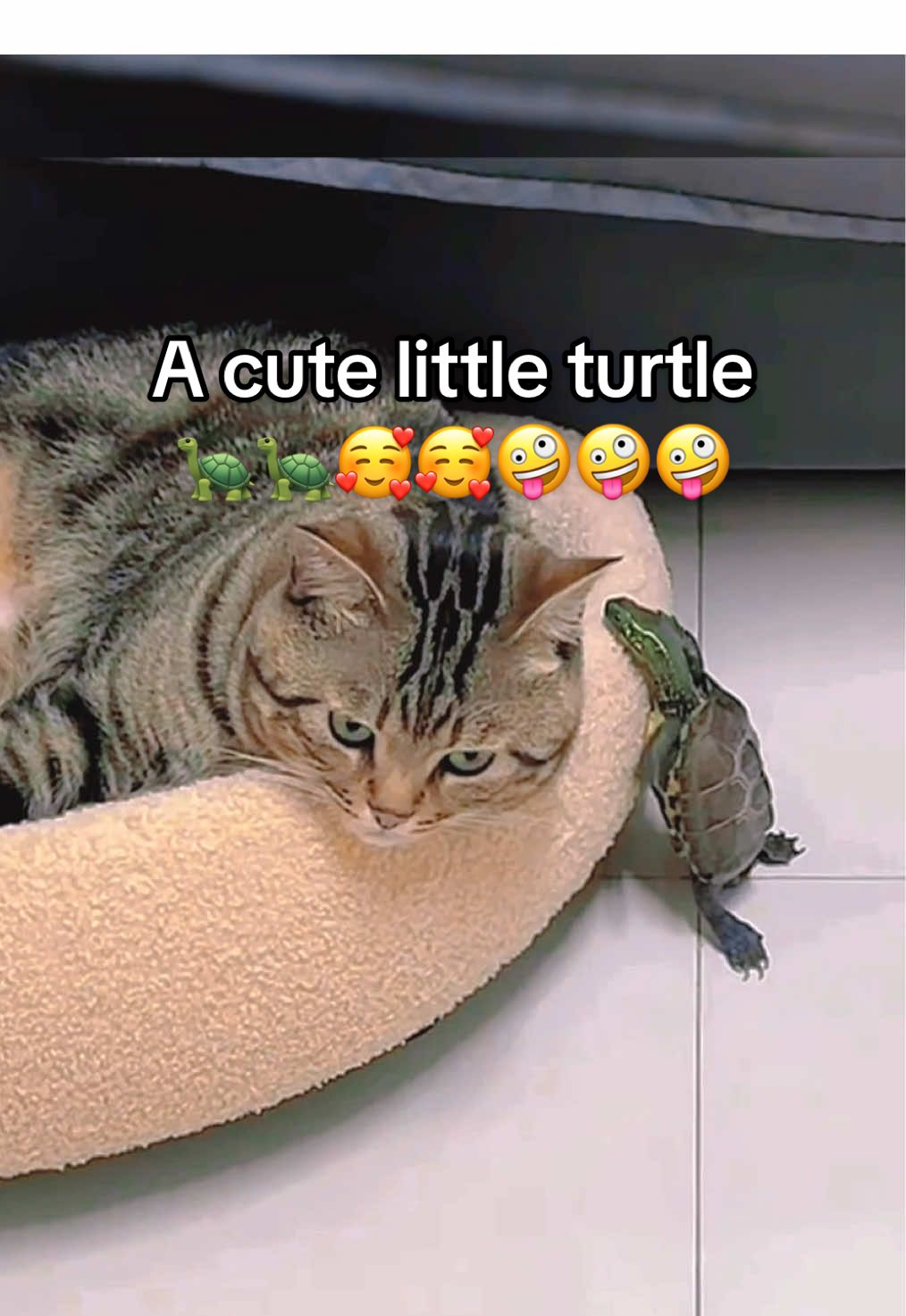 @Mr. Turtle