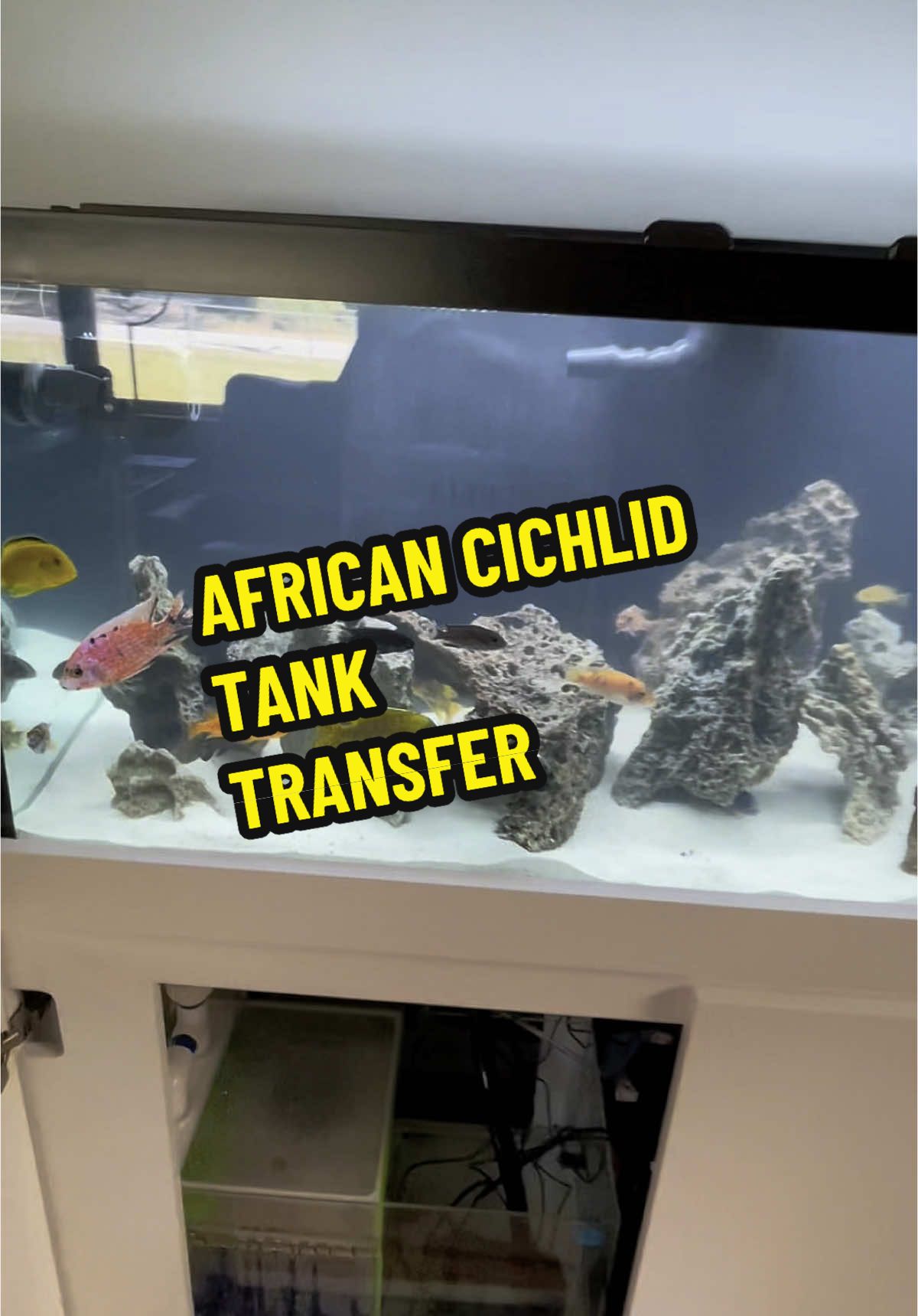 @Triad Aquatic Critters