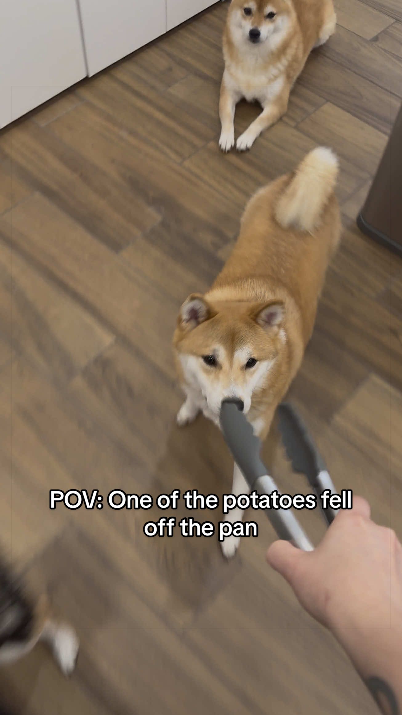 @Flock of Shibas 🐕🐕🐕