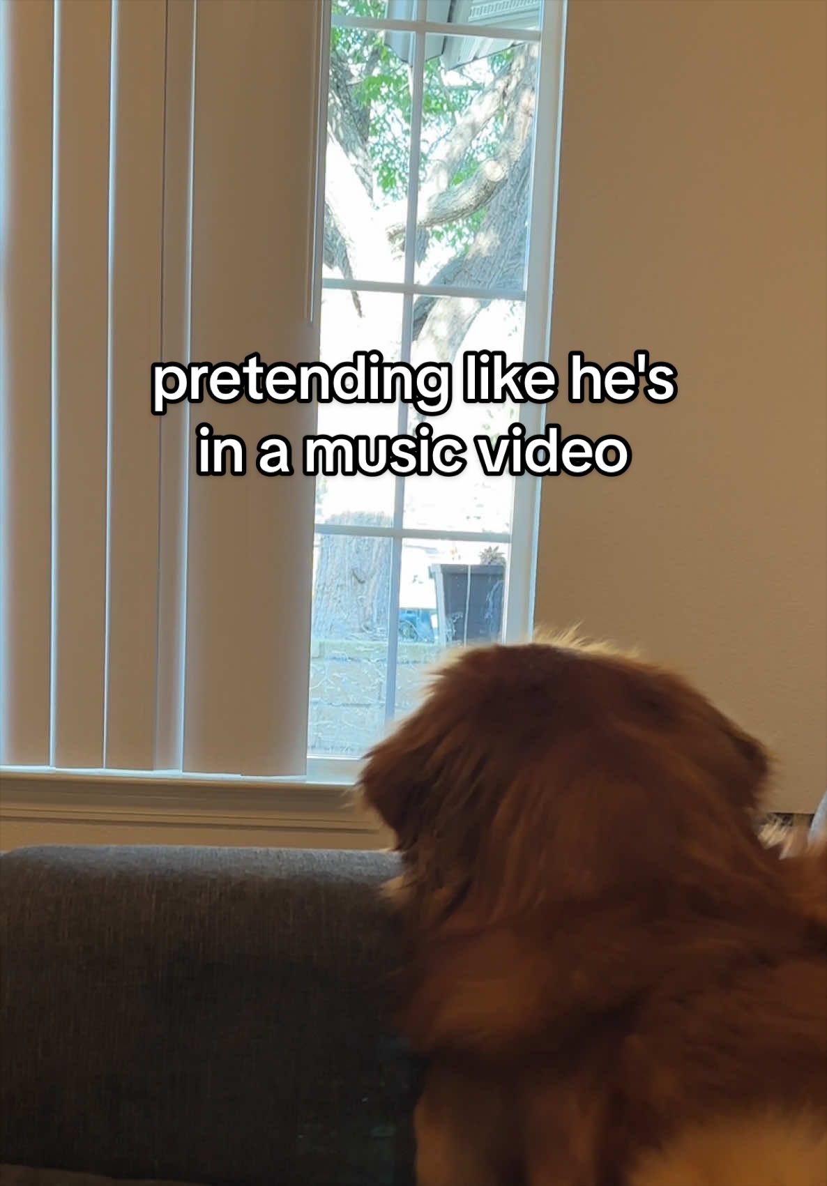 @Winston the Golden Pup 🍯