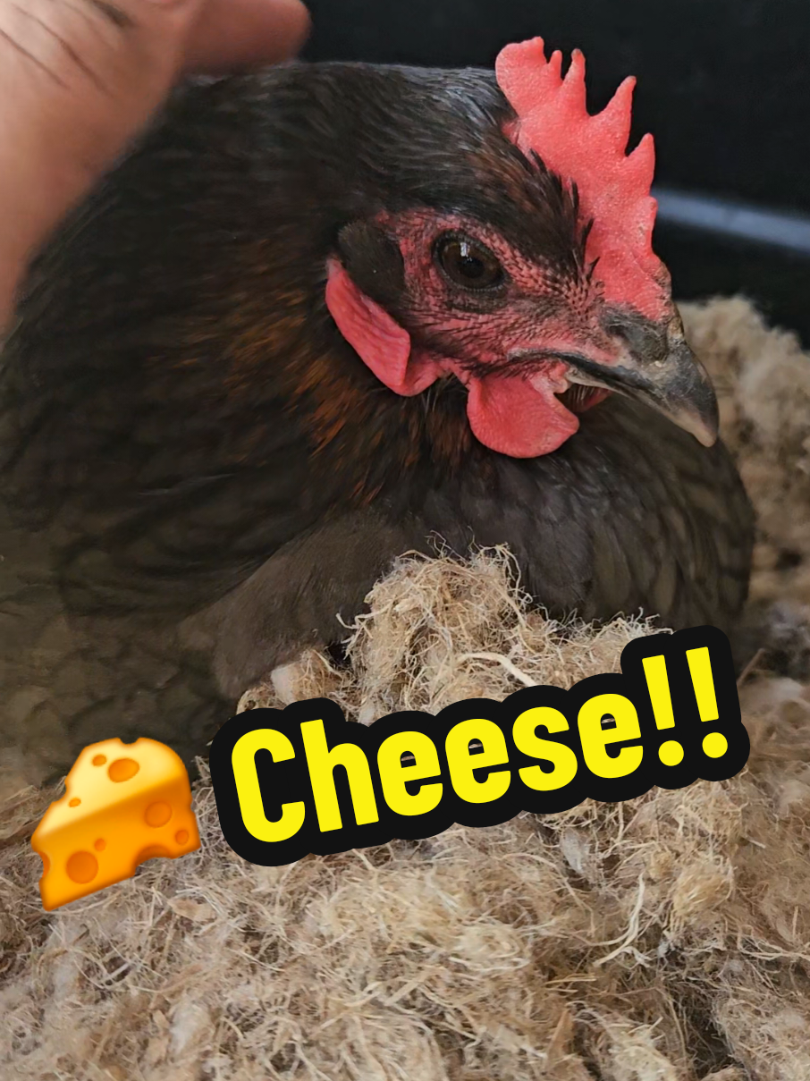 @The Ten Hens