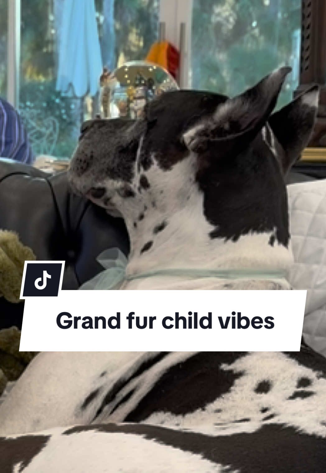 @Greyson the Great Dane