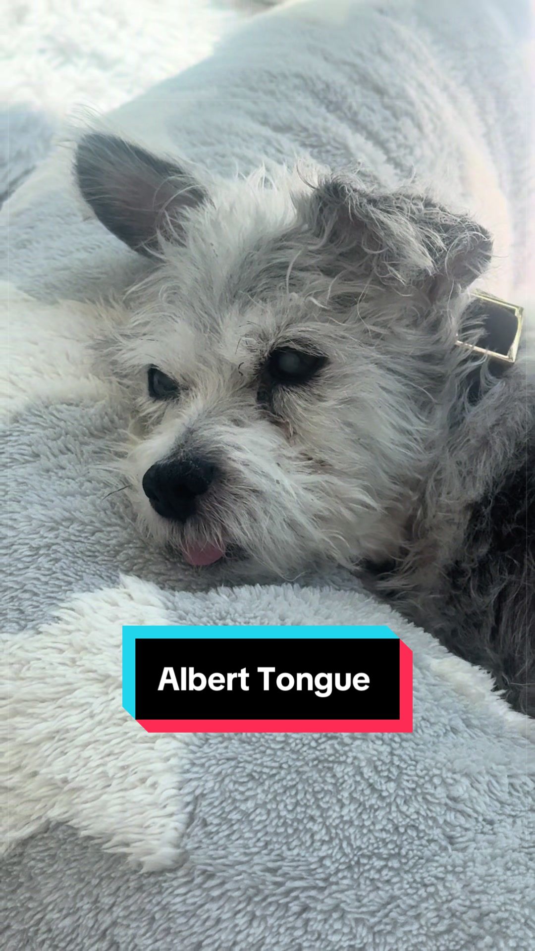@Albertsbucketlist