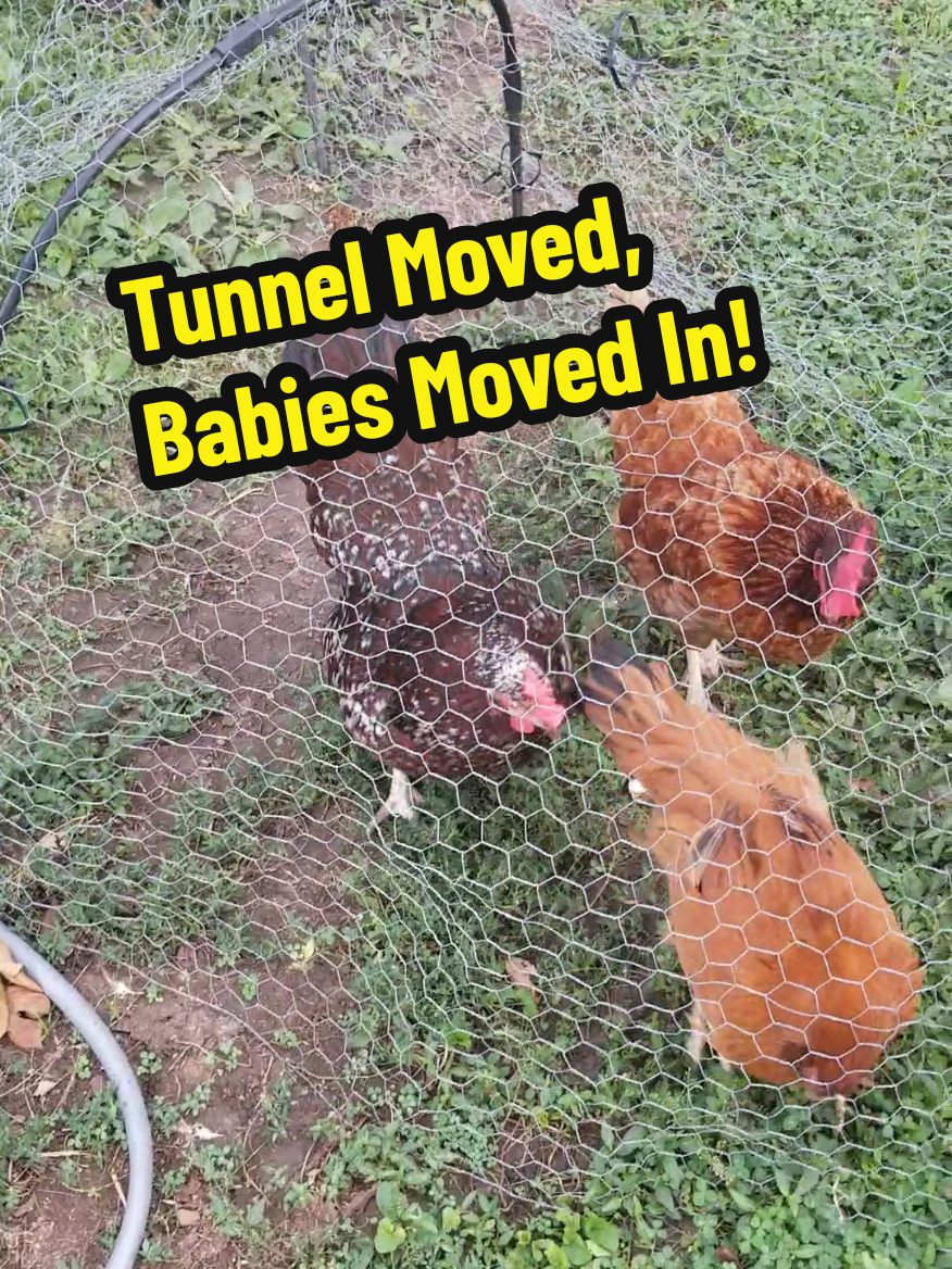 @CityChickenFarm