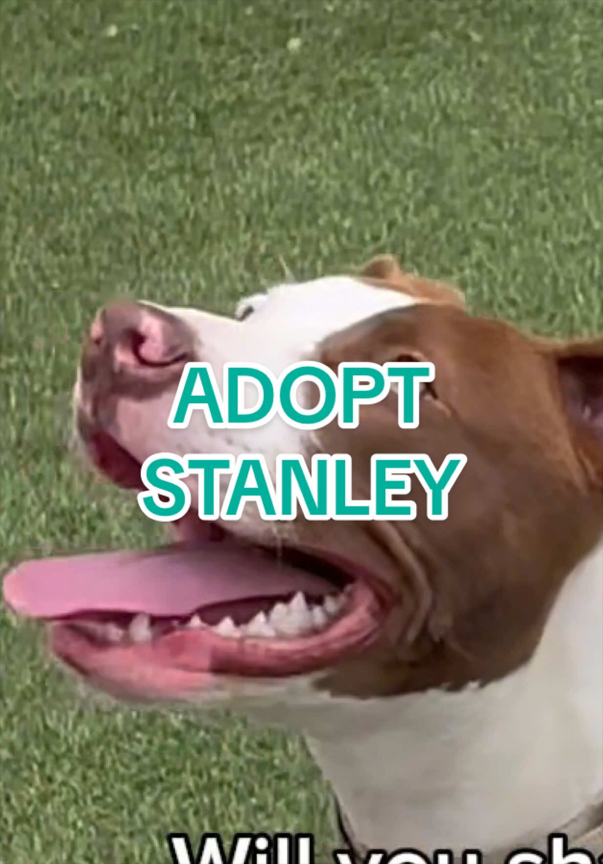 @Adopt a Pet