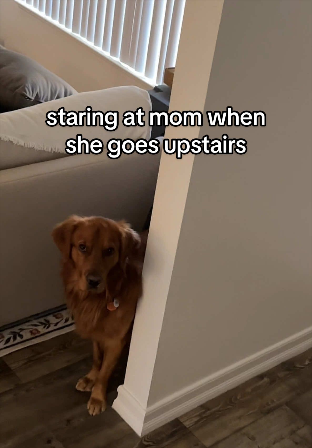 @Winston the Golden Pup 🍯