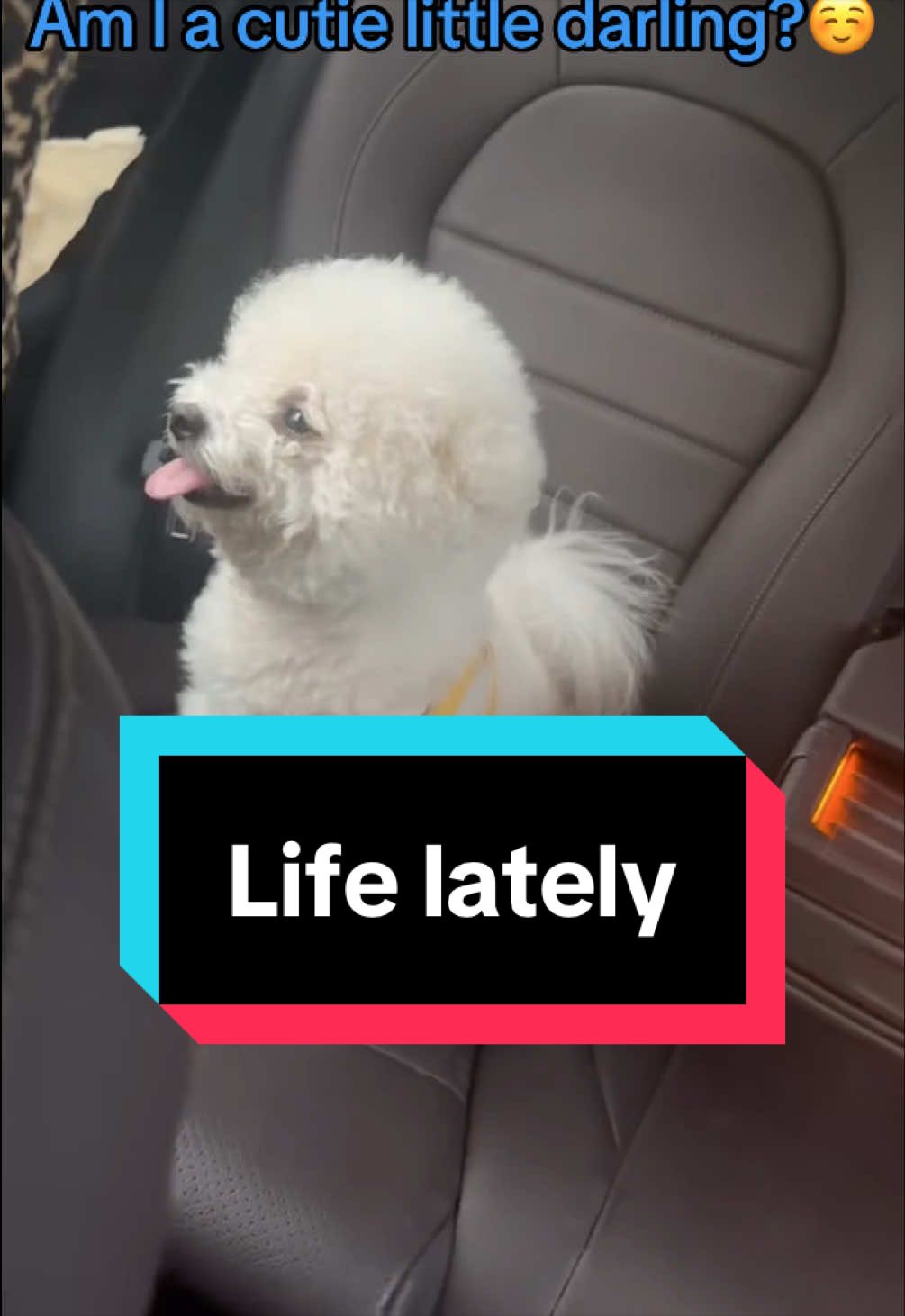 @Gizmo🧸