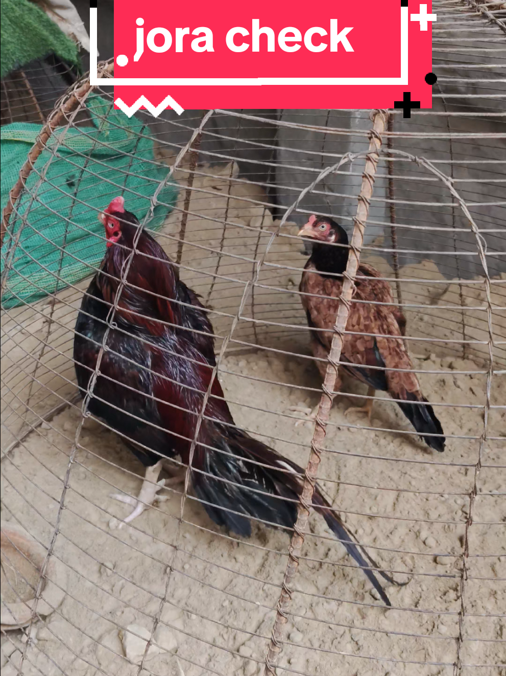 @faizan aseel farm 786