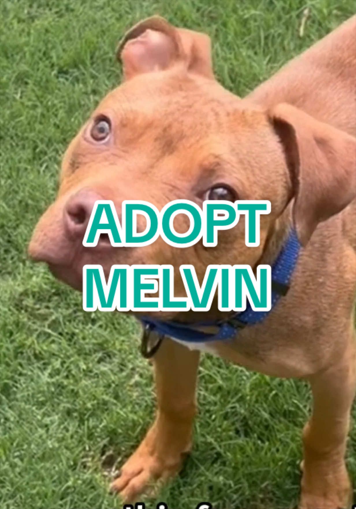 @Adopt a Pet