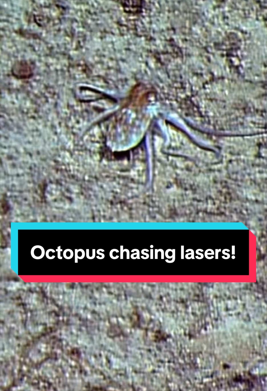 @Ocean Exploration Trust