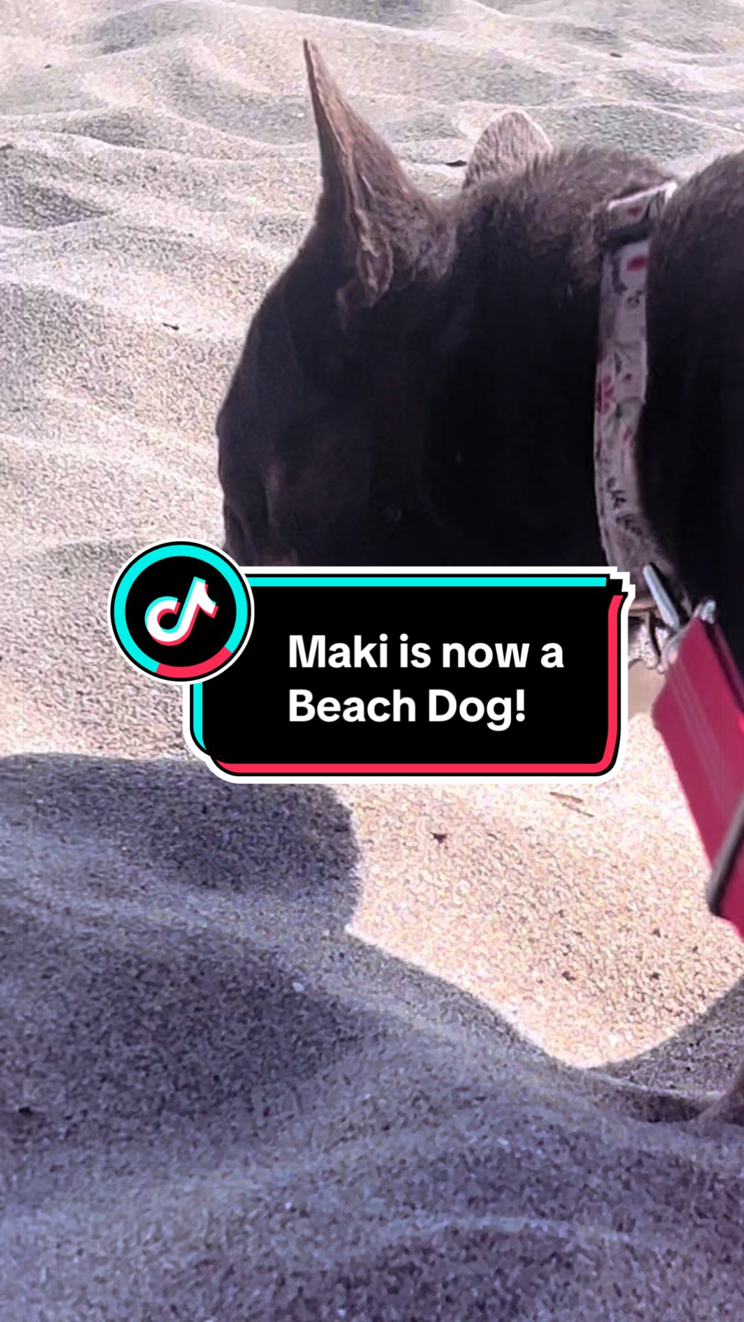 @Maki&ensp;the&ensp;Frenchie