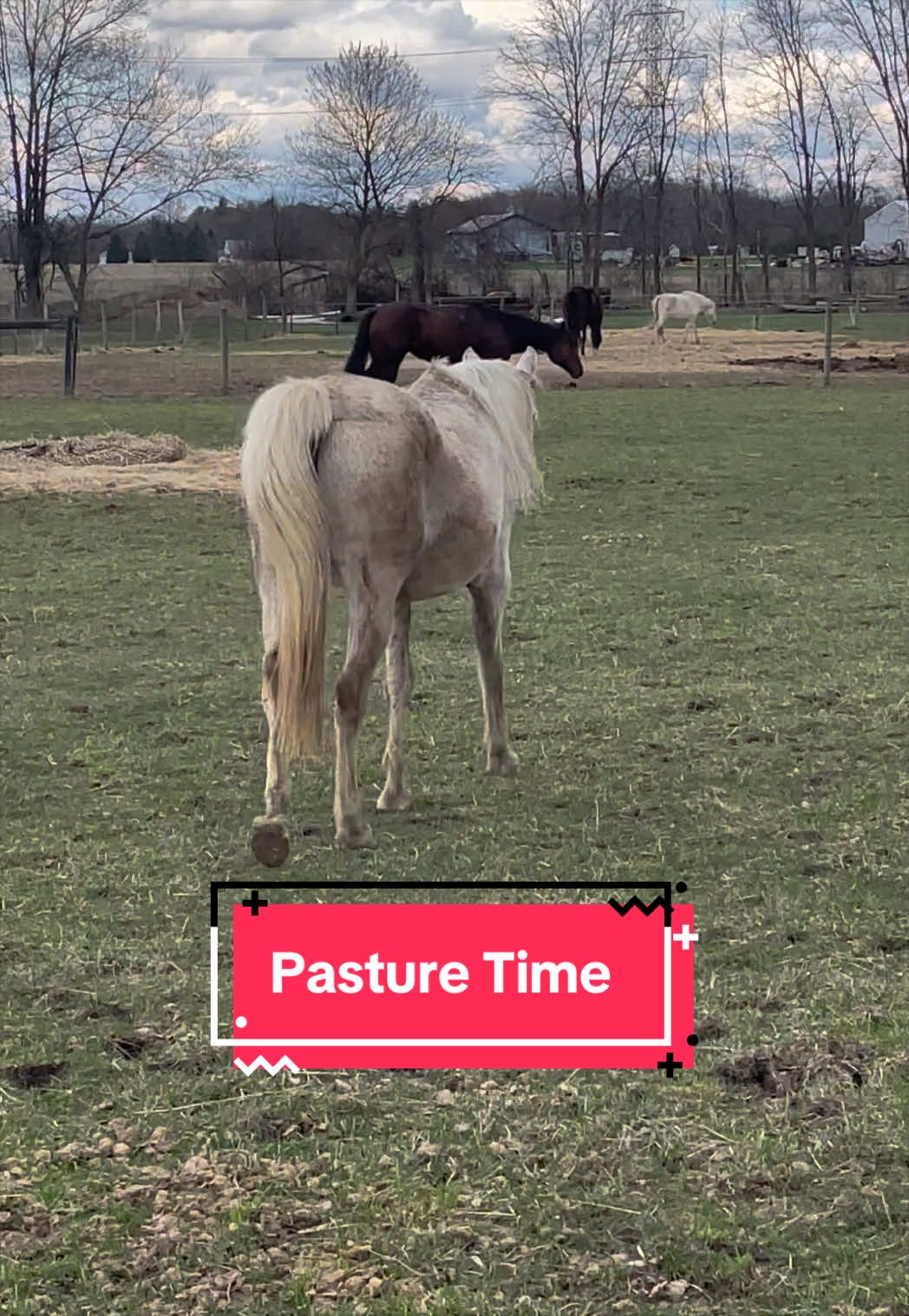 @yourhorseandponyleader