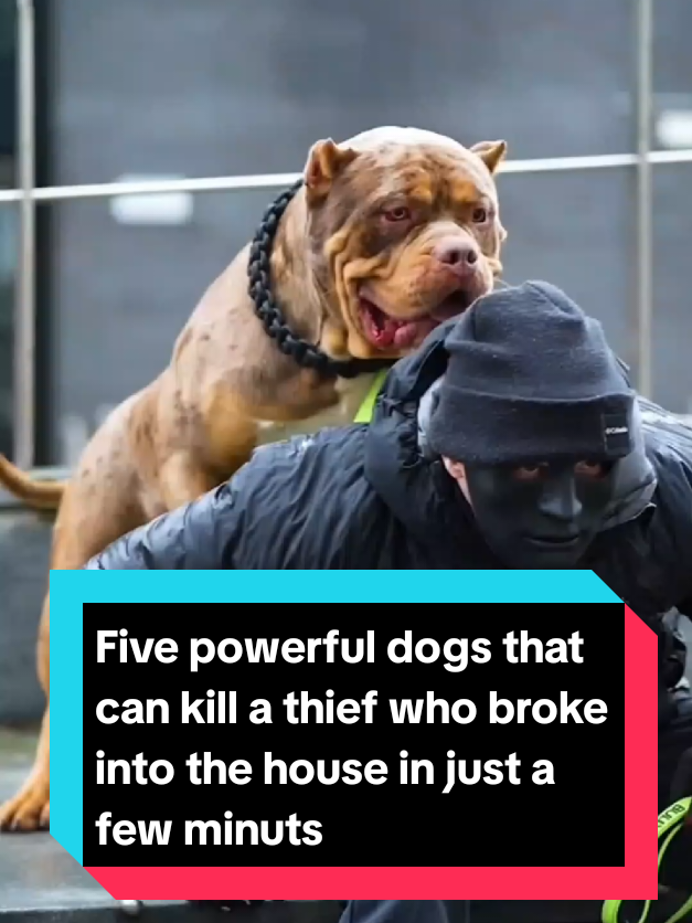 @The pet post