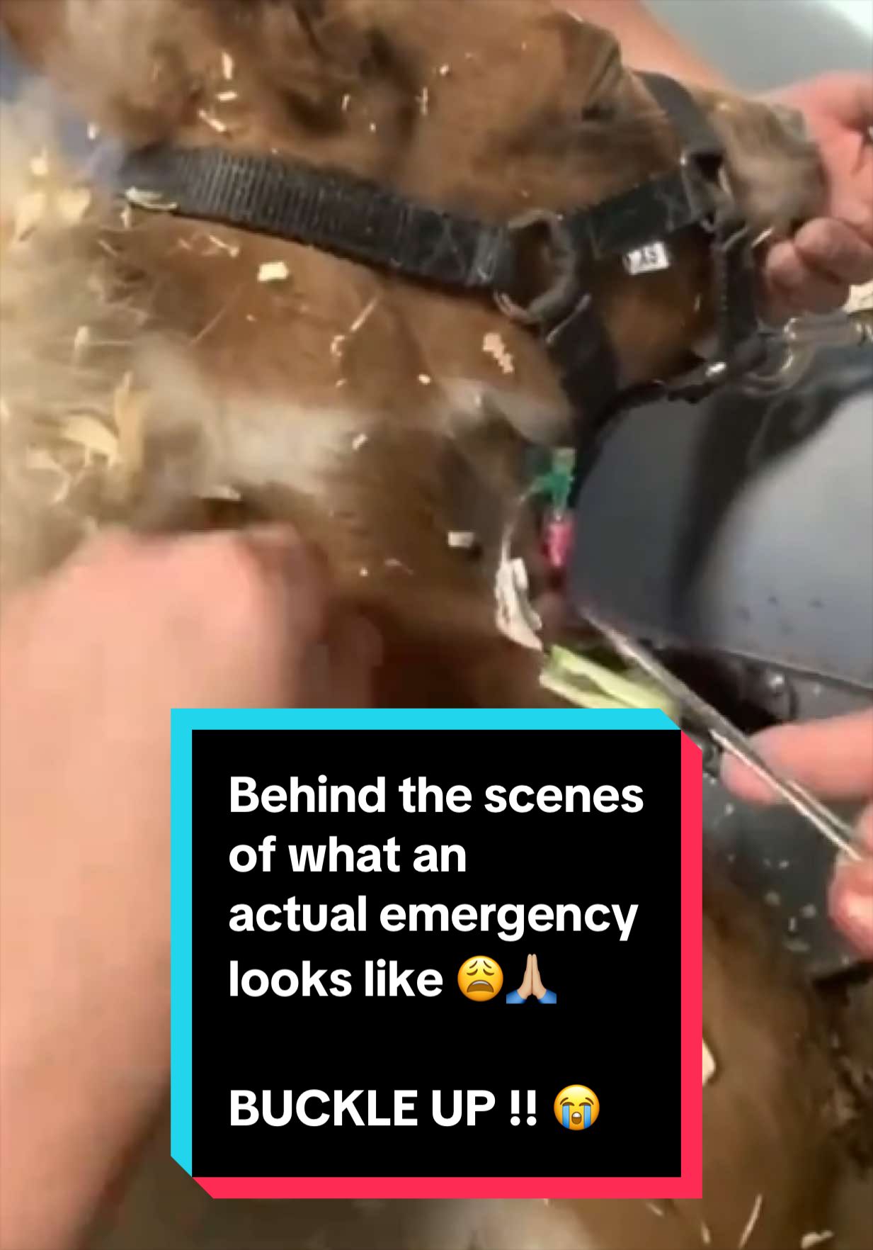 @Dr.Nicole-VetMed