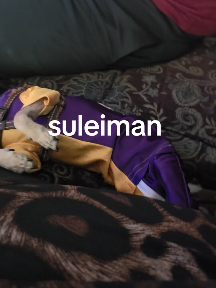 @suleiman 🐕